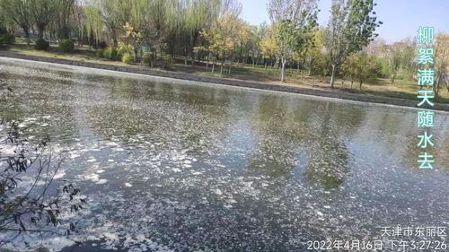 随春且看归何处,随春且看归何处——探寻岁月流转中的归途之谜