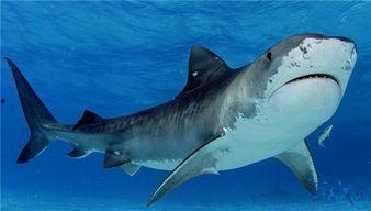 鲨鱼袭击幸存者：佩吉·温特,佩吉·温特的生死搏斗