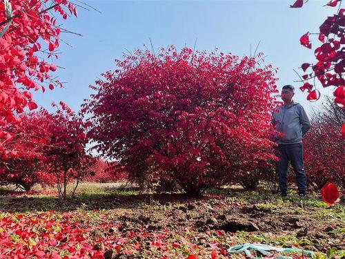 燃烧的干灌木,揭示自然火灾的威力与生态影响
