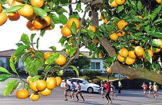 柑橘之旅,探寻鲜果香韵的甜蜜足迹
